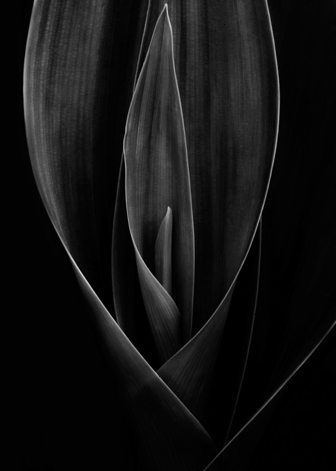 Jittima Sangeamsunthron, Dark Shadow, 2008