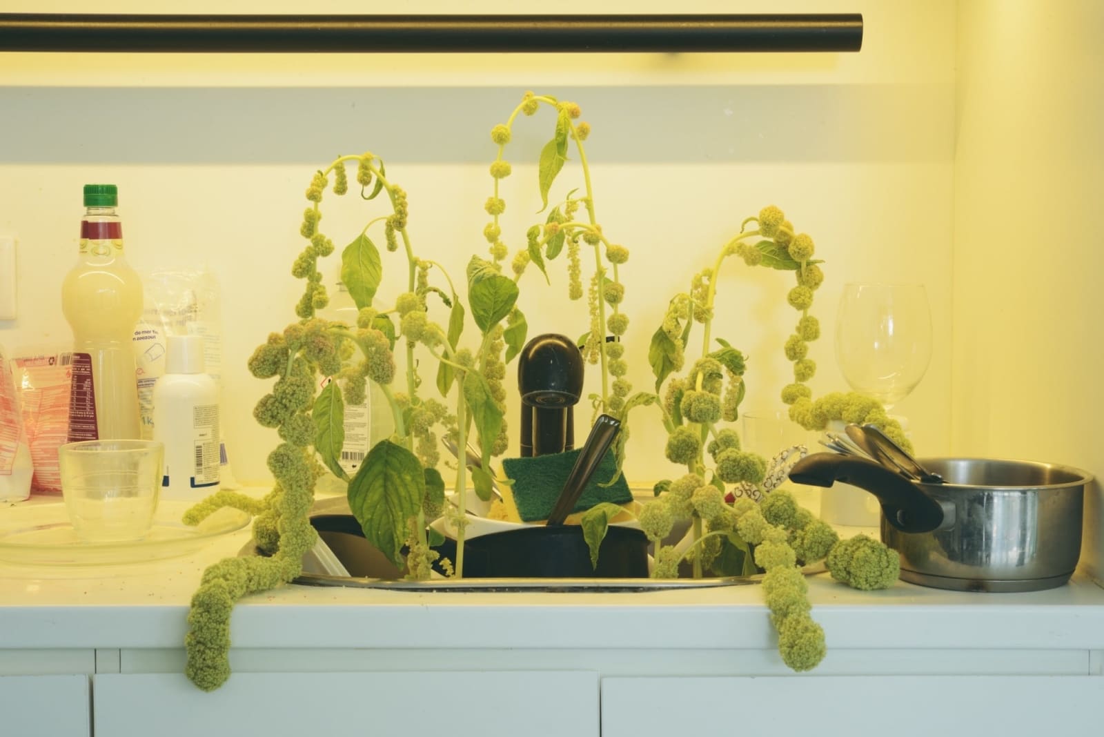 Naraphat Sakarthornsap, Amarante, 2022