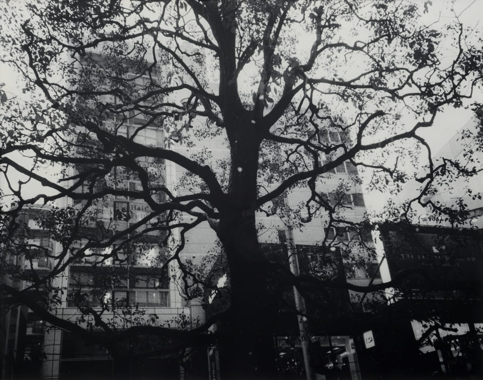 Teo Esguerra, Tree in Tokyo, 2025