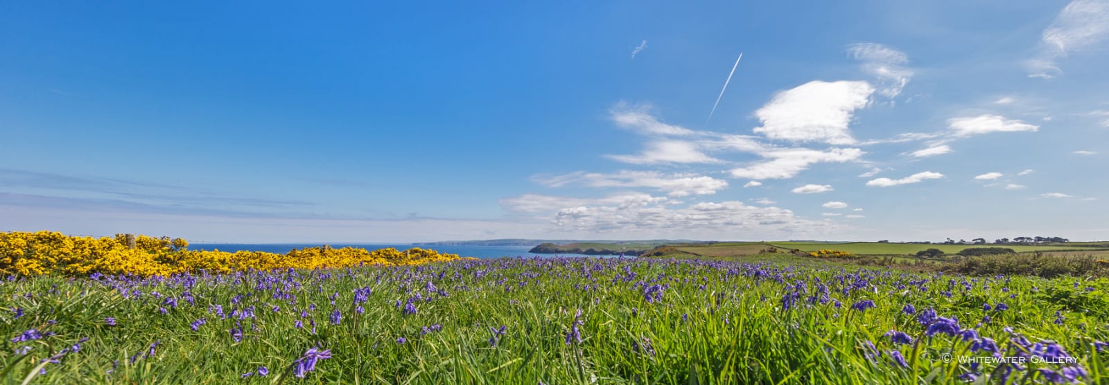 Nick Wapshott, Blue Gaze