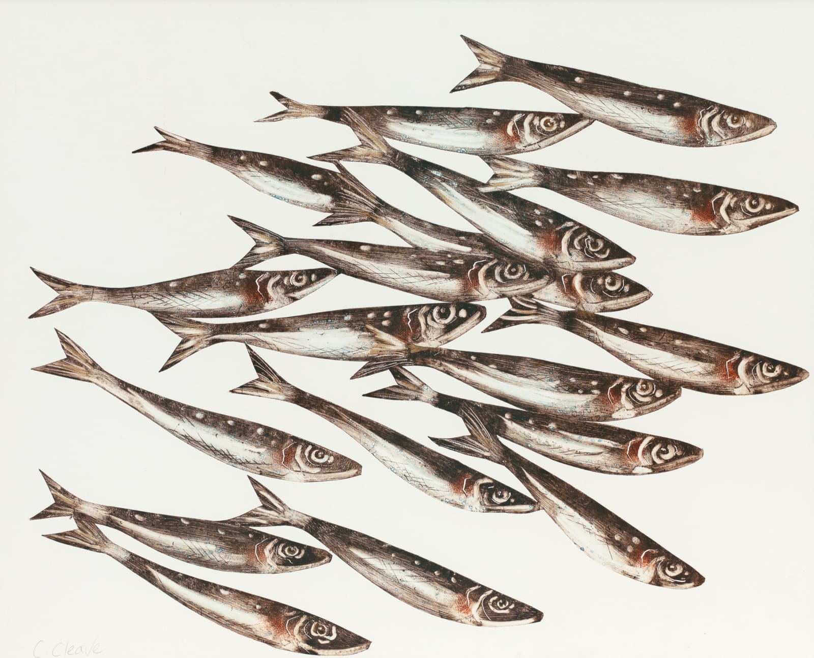 Caroline Cleave, Shoal (Pilchards)
