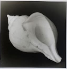 Emmanuel Berry, The Shell Collection of the Belgian Royal Family