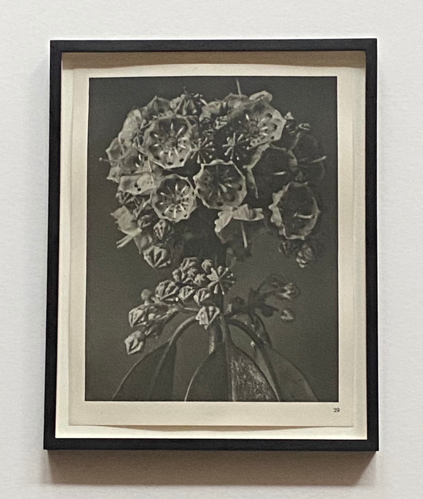 Karl Blossfeldt, Wundergarten der Natur, 1932