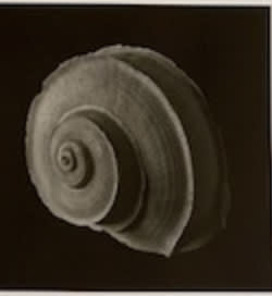 Emmanuel Berry, The Shell Collection of the Belgian Royal Family