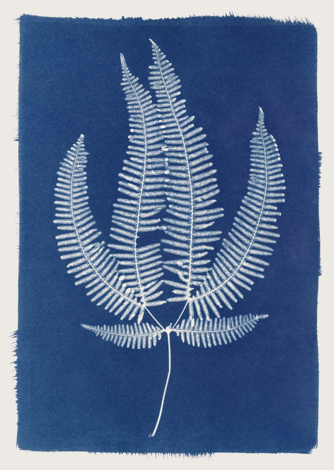 Henrietta Molinaro, Large Sri Lankan Fern 1 - Framed , 2025