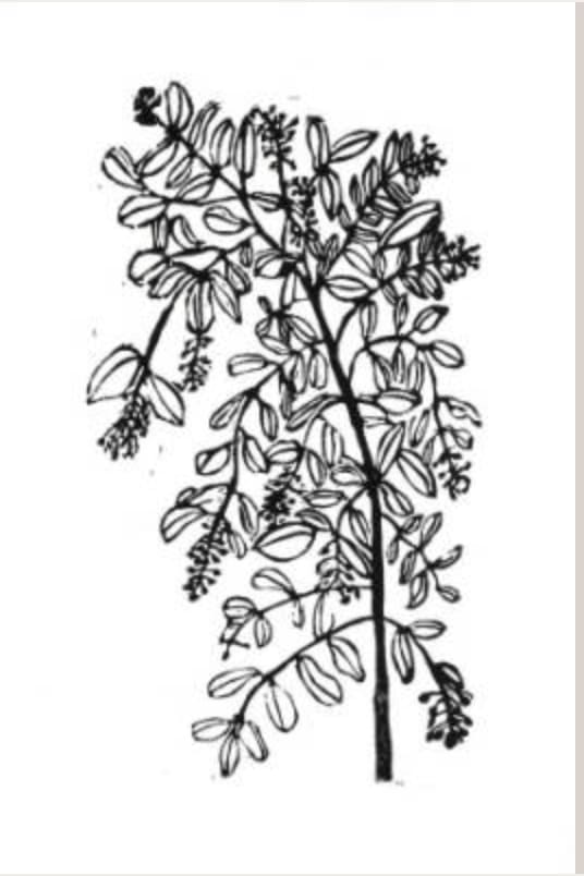 Hugo Guinness classic prints (unframed), Privet