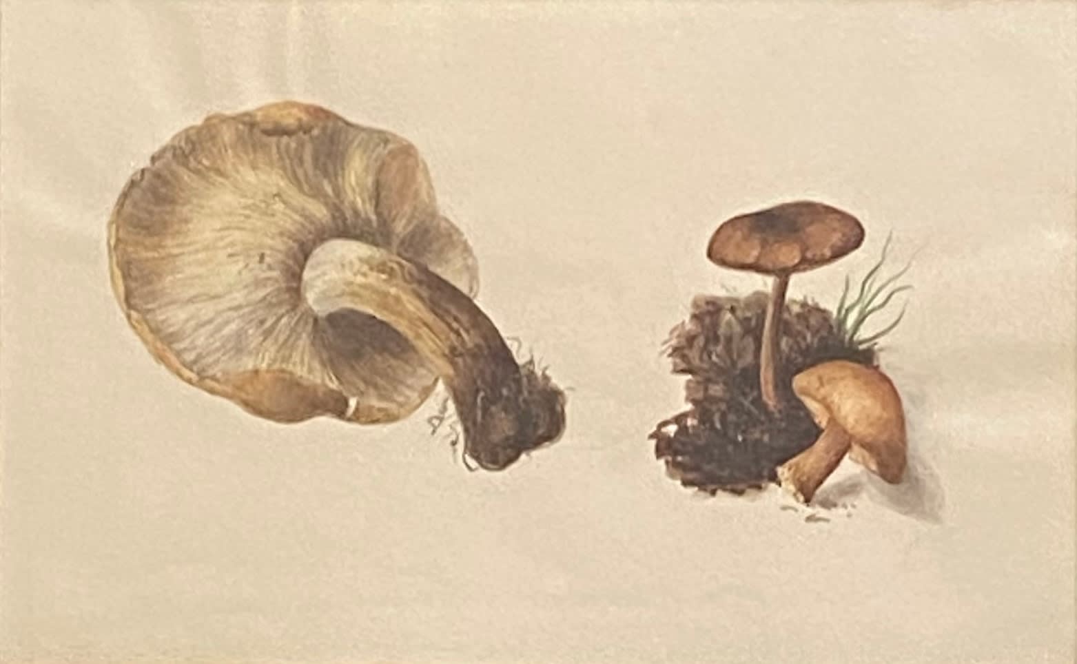 Fanny Matthews, Mushrooms sketch, 1858