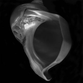 Emmanuel Berry, The Shell Collection of the Belgian Royal Family