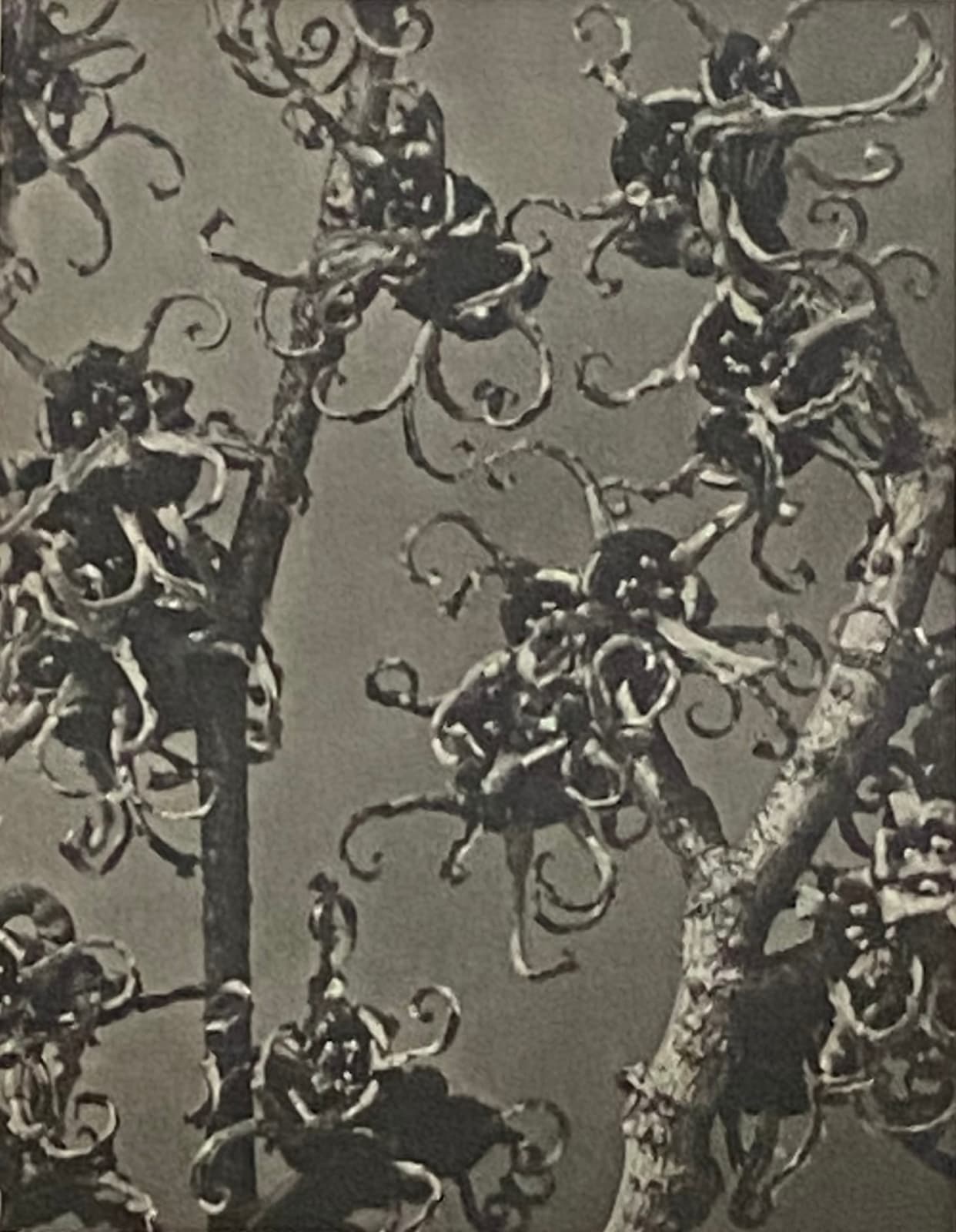 Karl Blossfeldt, Wundergarten der Natur, 1932