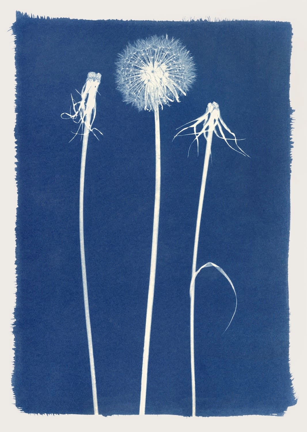Henrietta Molinaro, Large Dandelions - framed , 2025