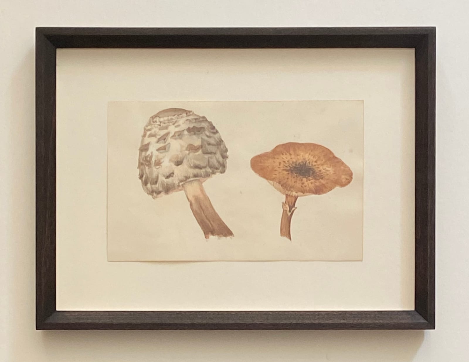 Fanny Matthews, Mushrooms sketch, 1858