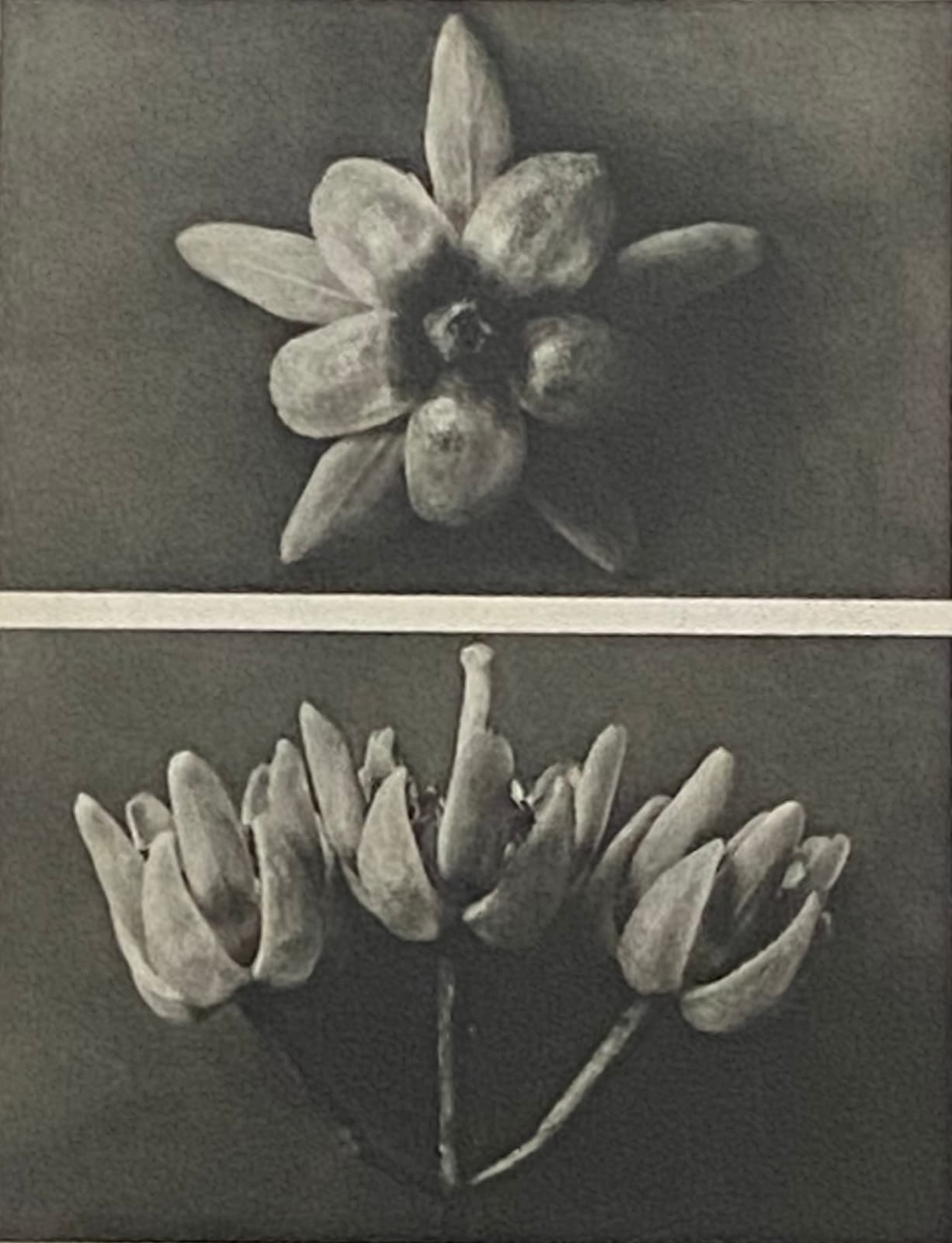 Karl Blossfeldt, Wundergarten der Natur, 1932