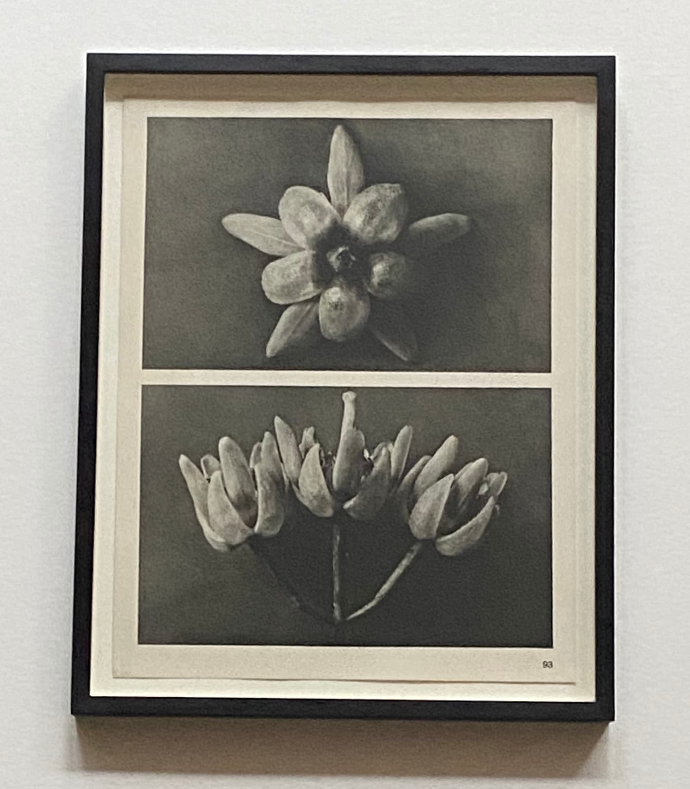 Karl Blossfeldt, Wundergarten der Natur, 1932