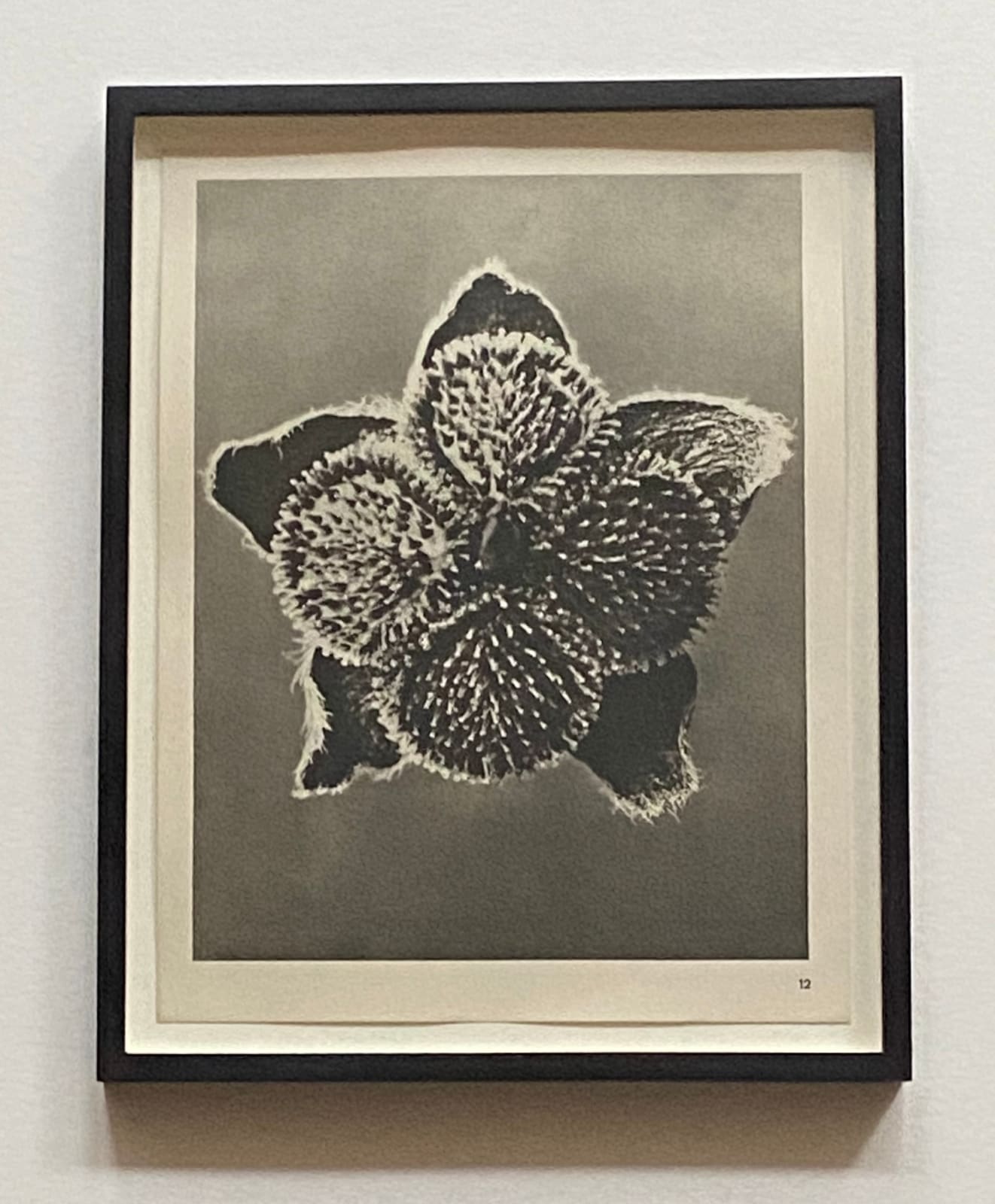 Karl Blossfeldt, Wundergarten der Natur, 1932
