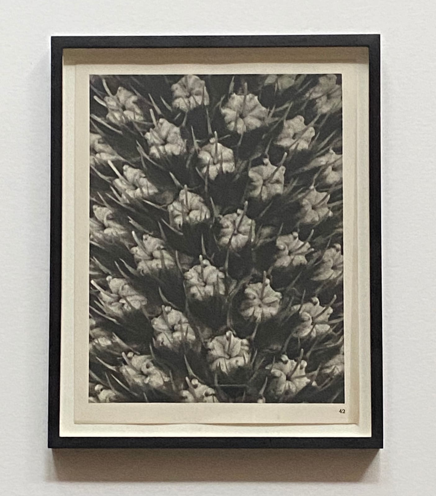 Karl Blossfeldt, Wundergarten der Natur, 1932