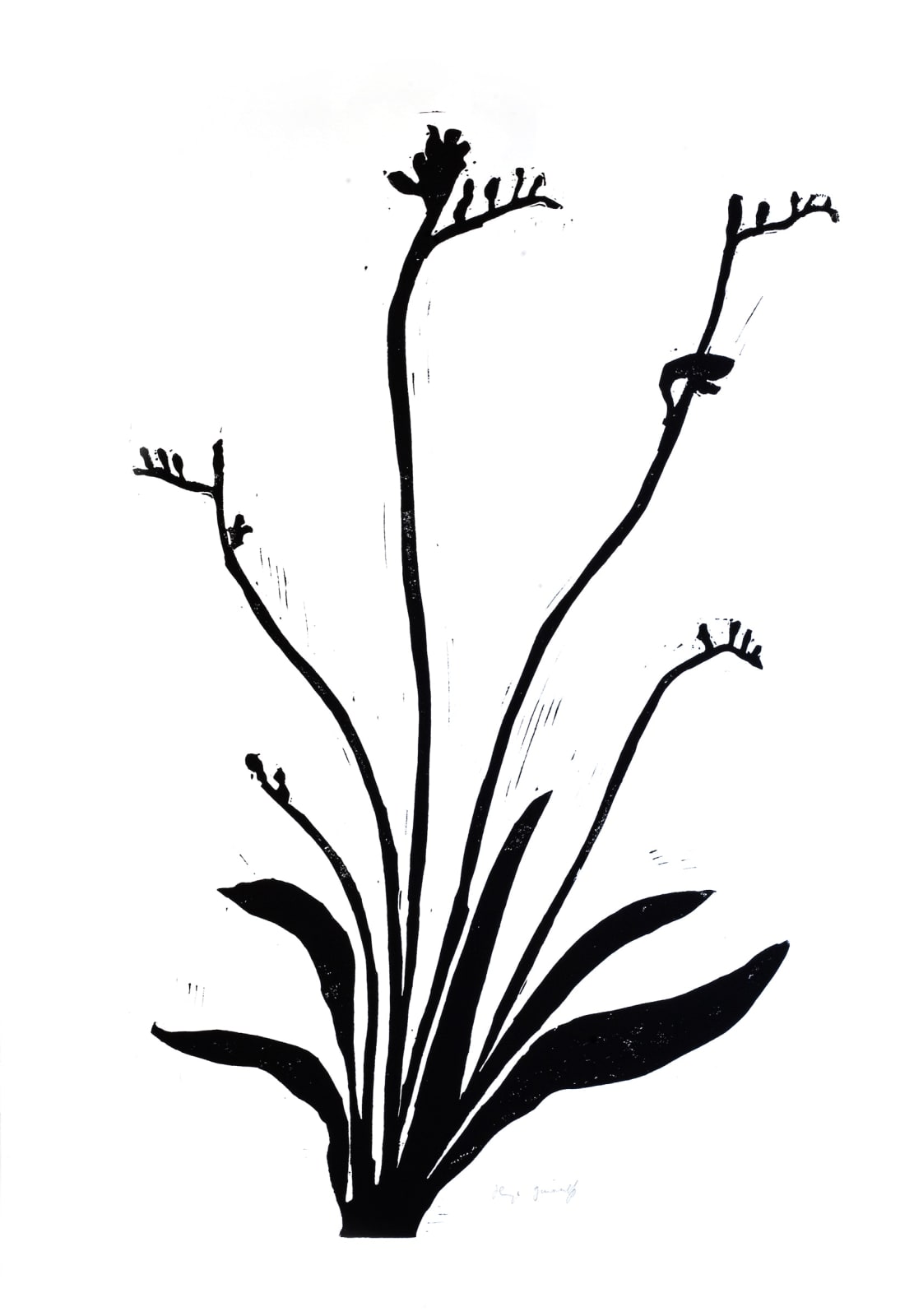 Hugo Guinness classic prints (unframed), Freesia