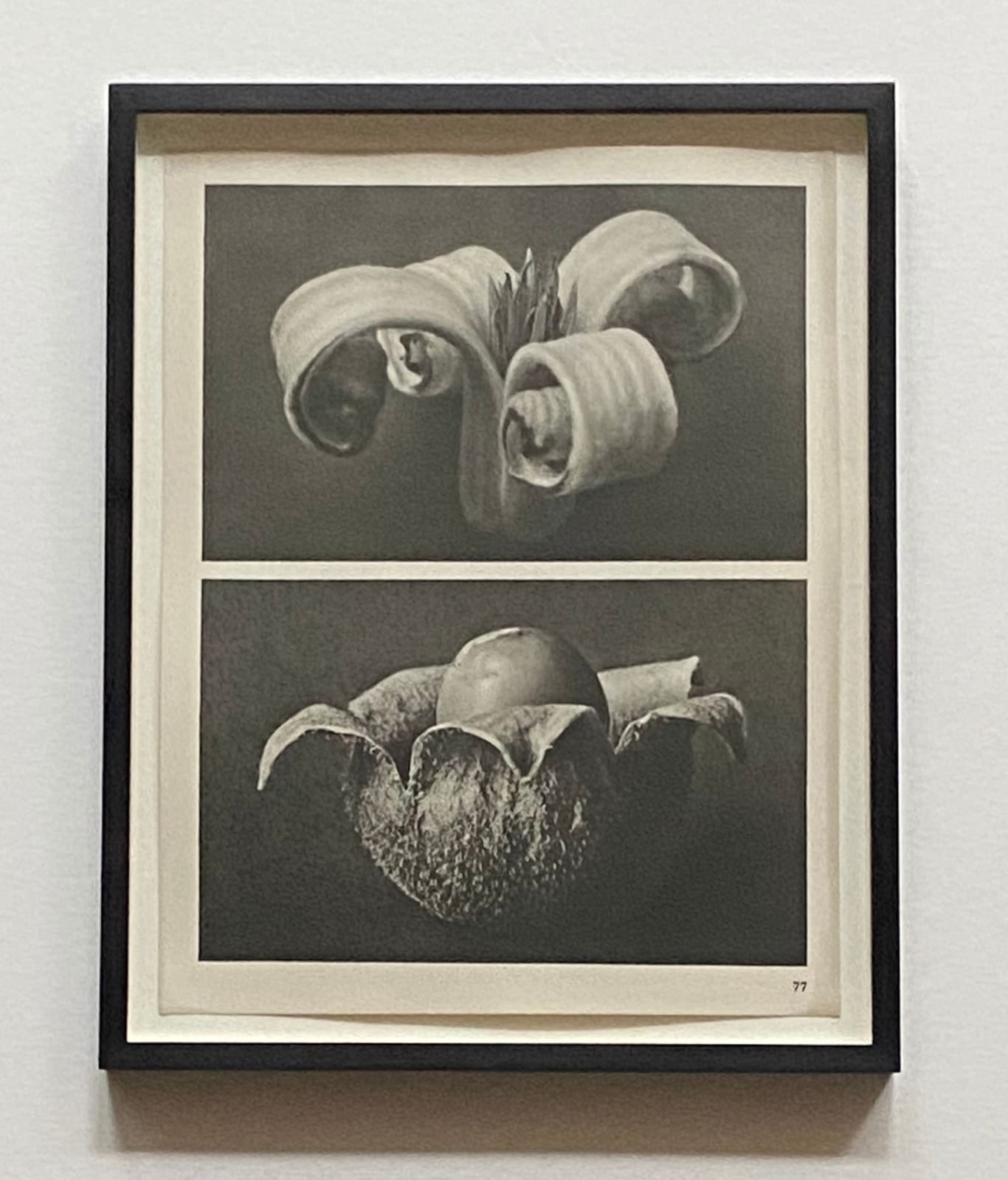 Karl Blossfeldt, Wundergarten der Natur, 1932