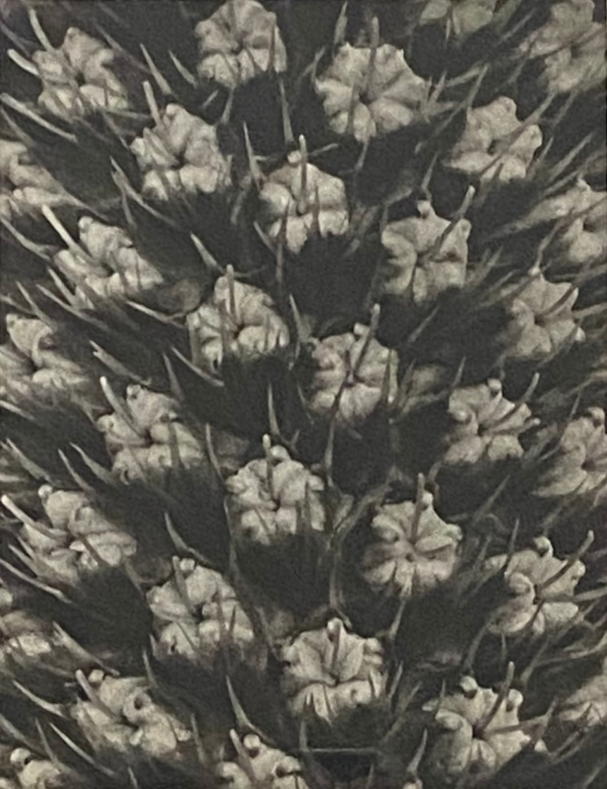 Karl Blossfeldt, Wundergarten der Natur, 1932