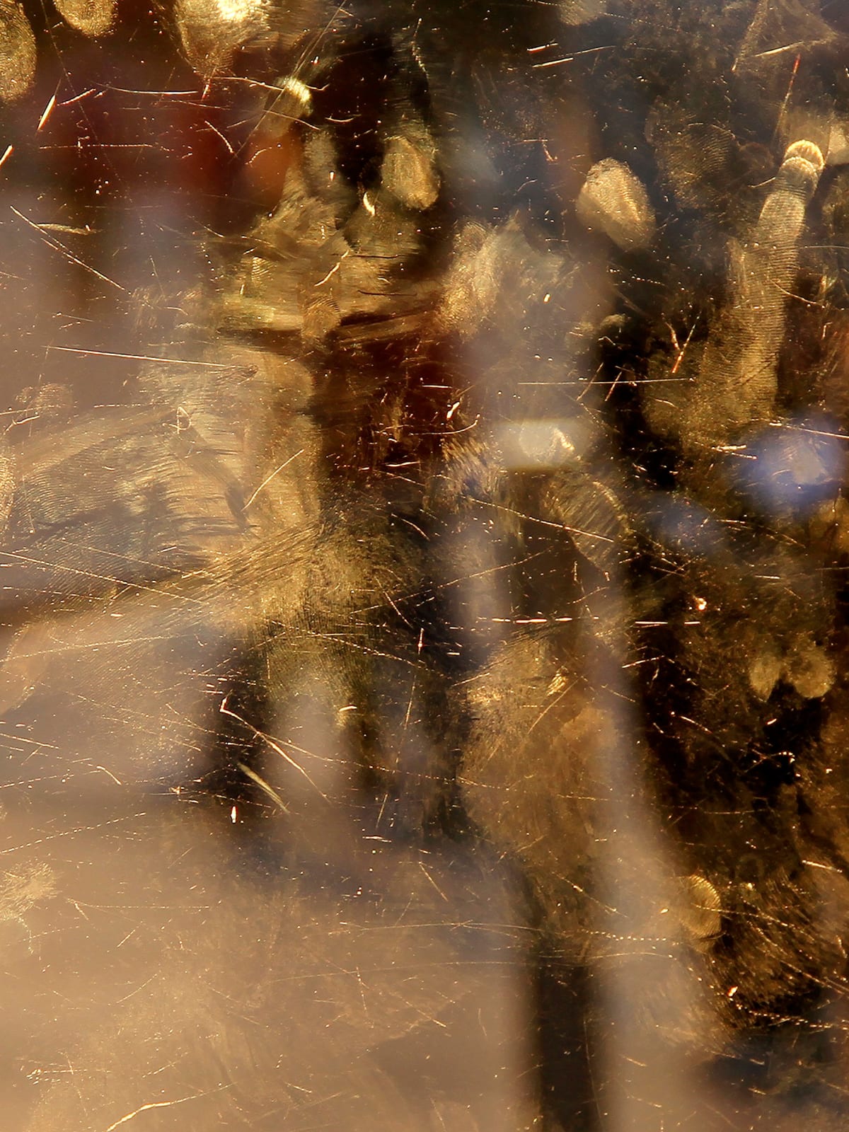 Igor Eskinja, Golden fingers of Louvre 1, 2017