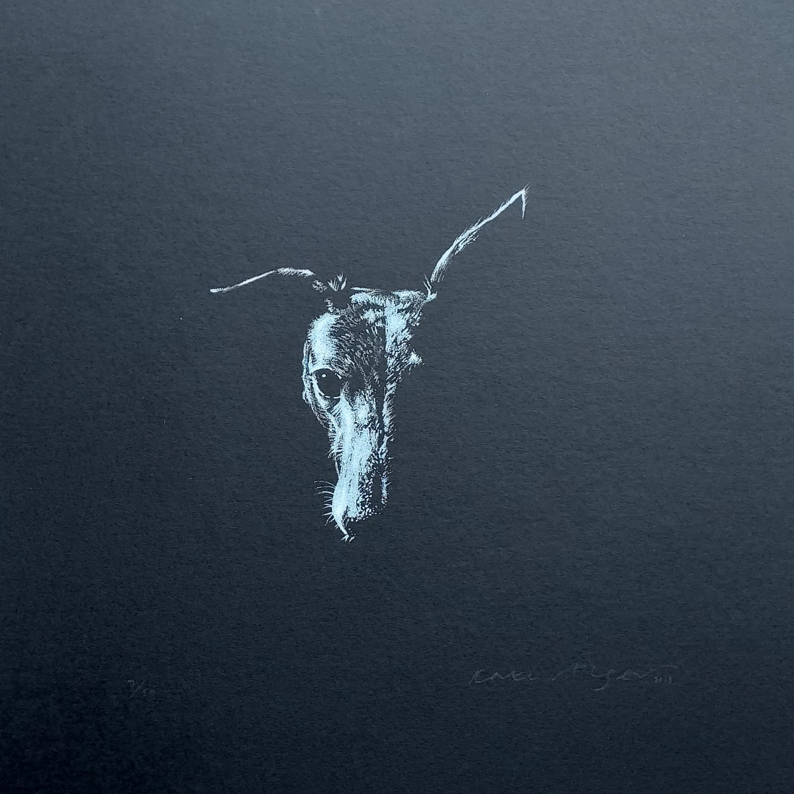 Kate Alger, Flo, the Whippet, 2019