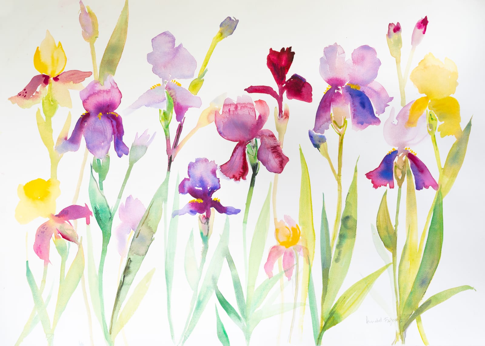 Annabel Fairfax, BEARDED IRISES I