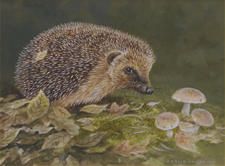 David Parry, HEDGEHOG