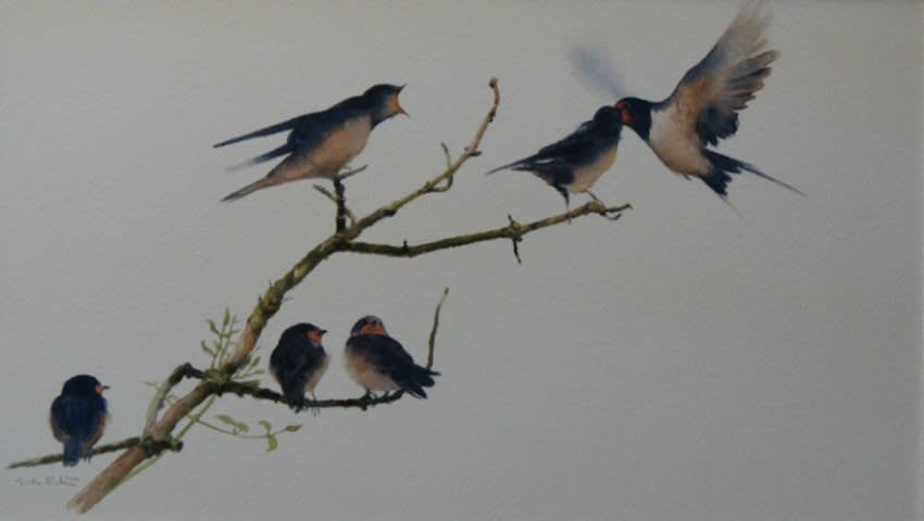 Gordon Rushmer, SWALLOWS FEEDING YOUNG, LISS FOREST
