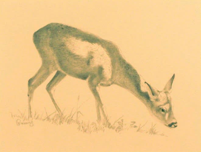 Owen Williams, ROE DEER FEEDING