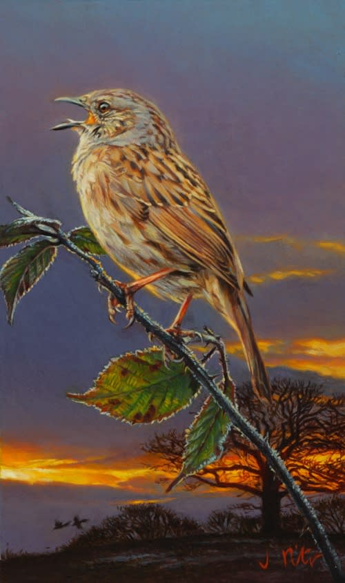 Jonathan Pointer, SINGING DUNNOCK