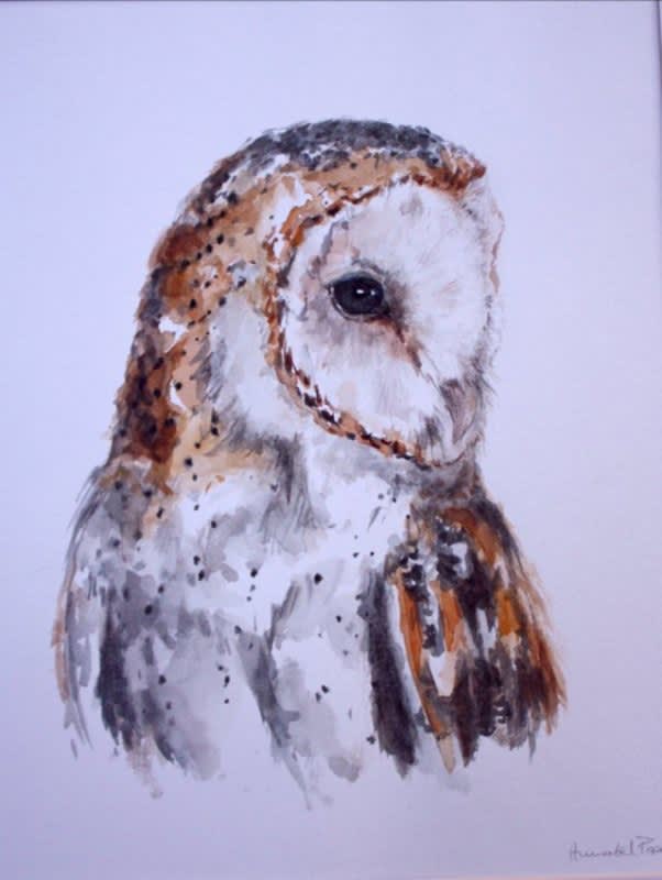 Annabel Pope, BARN OWL PORTRAIT