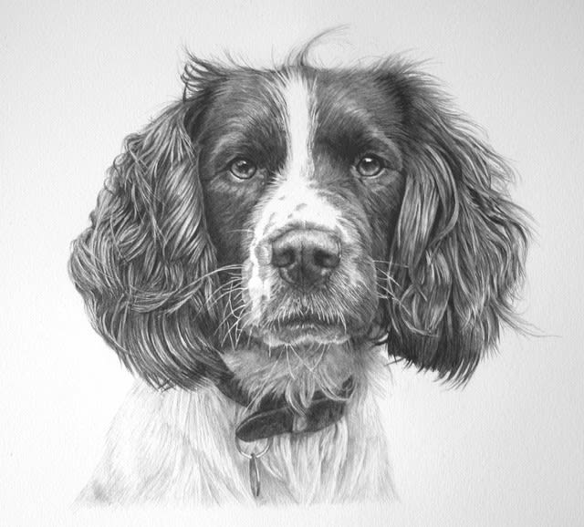 MW, SPANIEL