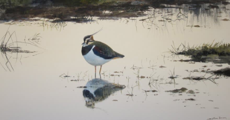 Jonathan Pomroy, LAPWING AT DUSK