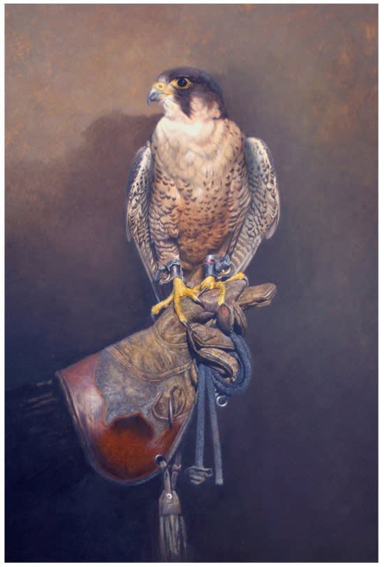 Nicholas Manning, PEREGRINE FALCON ON GLOVE