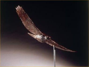 Mark Coreth, EURASIAN SPARROW HAWK