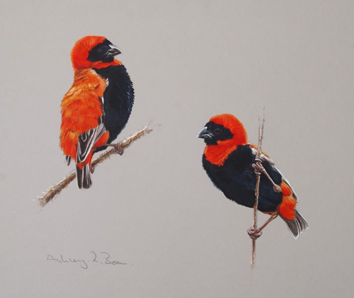 Ashley Boon, RED BISHOP STUDIES