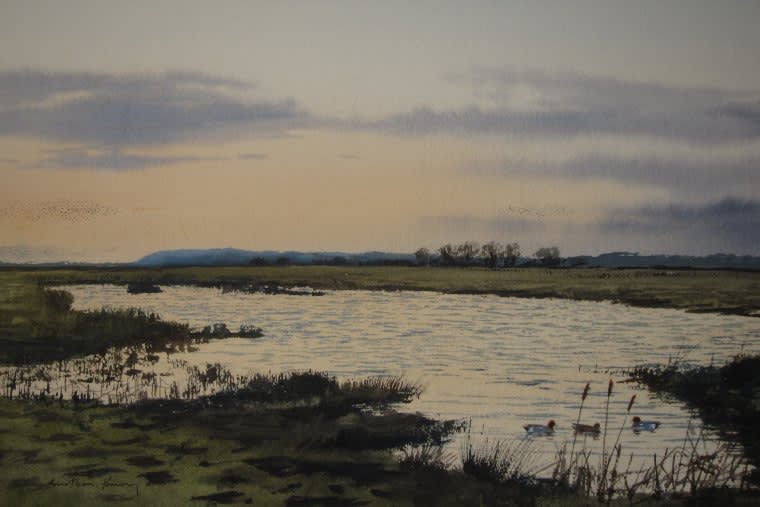 Jonathan Pomroy, WIDGEON ON THE SOMERSET LEVELS