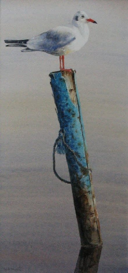 Gordon Rushmer, BLACK HEADED GULL