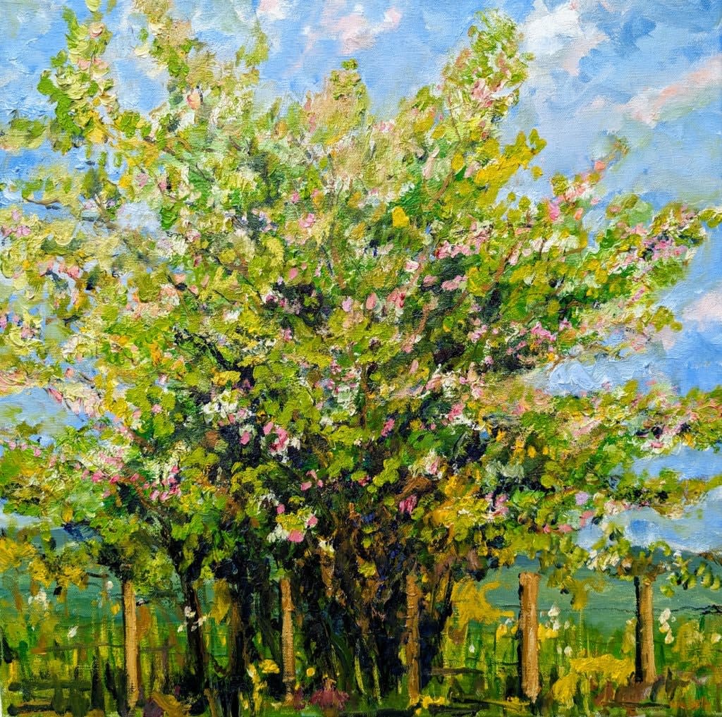 David Walsh, EBULLIENT MAY BLOSSOM ON HAWTHORN