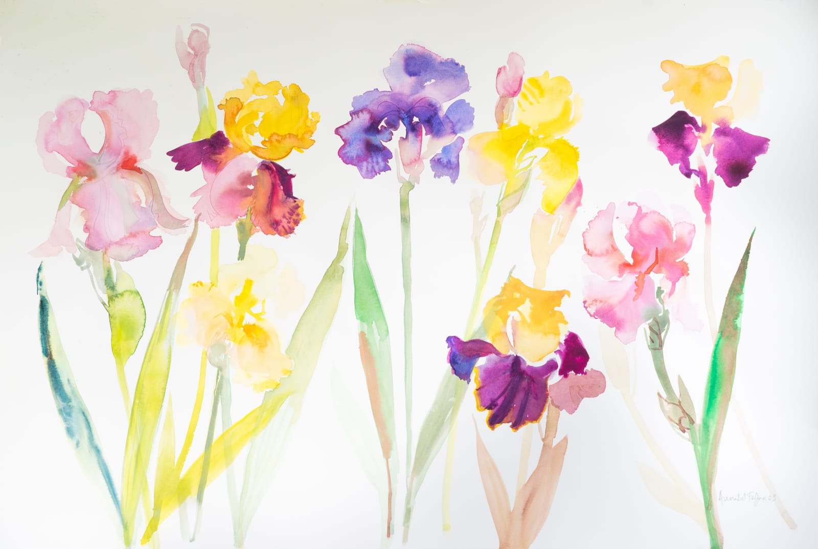 Annabel Fairfax, BEARDED IRIS II