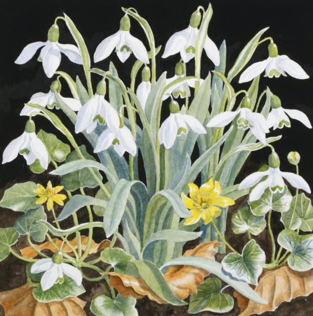 Rosemary Farrer, SNOWDROPS AND CELANDINES