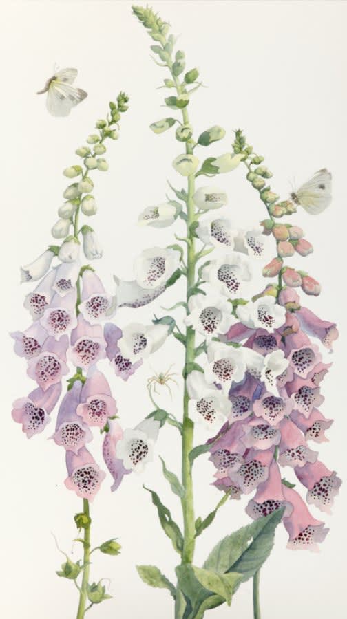 Rosemary Farrer, CAMELOT CREAM AND OTHER FOXGLOVES