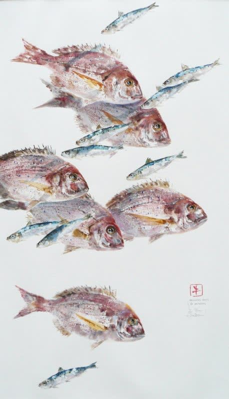 Jean-pierre Guilleron, BANC DE DAURADES ROSES & SARDINES
