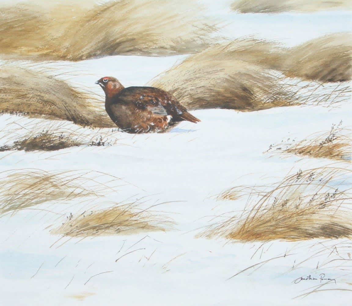 Jonathan Pomroy, RED GROUSE IN BUTTERTUBBS PASS, YORKSHIRE DALES