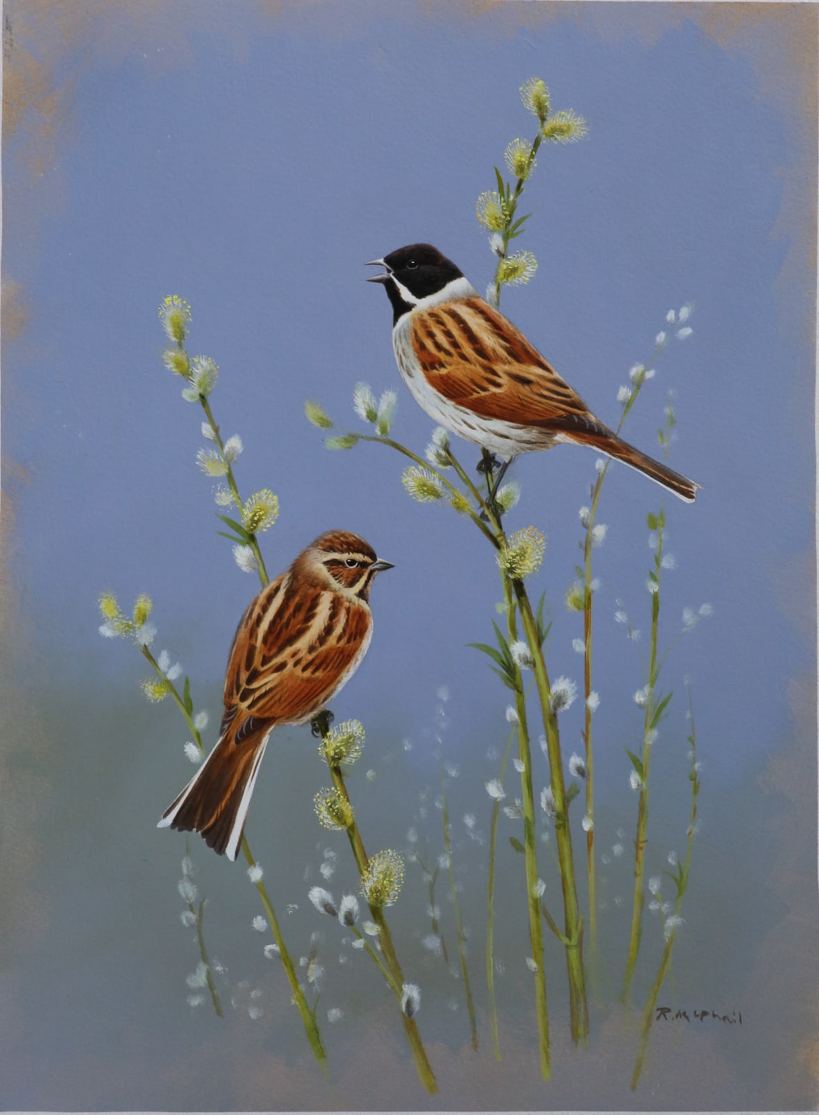 Rodger Mcphail, REED BUNTINGS