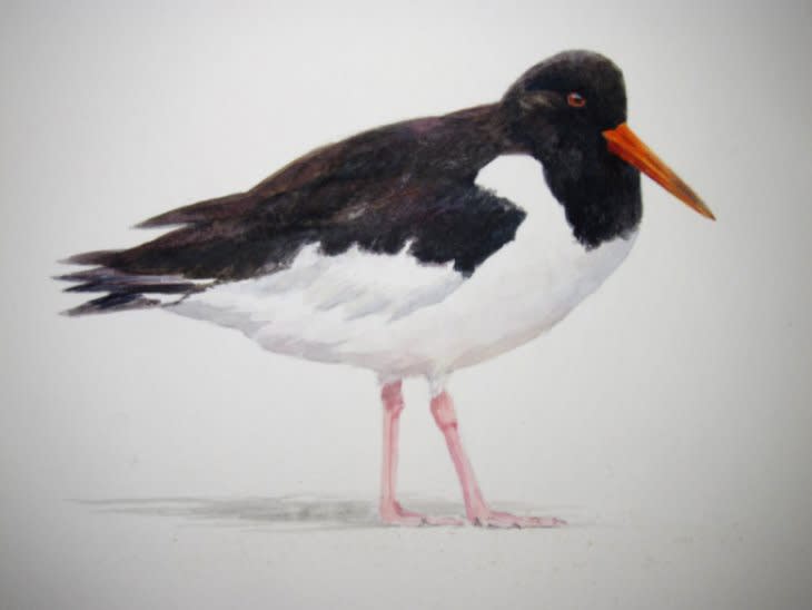 Jonathan Pomroy, OYSTERCATCHER STUDY