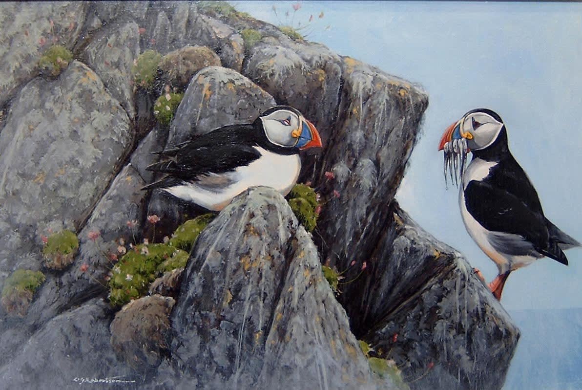 Derek Robertson, PUFFINS AT WORK AND REST