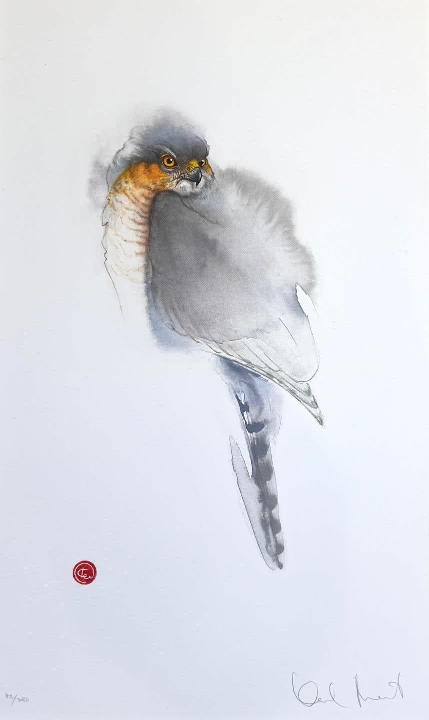 Karl Martens, SPARROWHAWK