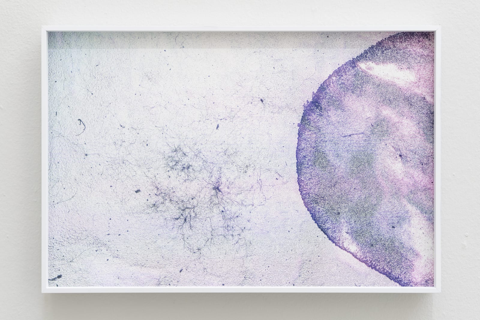 Wei Leng Tay, One full frame 135mm colour reversal film slide. “National Parks Board Of W.A.” and “18 The Shawl” printed on one side, and “KODACHROME DUPLICATE” and ‘“MADE BY Kodak” on the other, of a heat-sealed cardboard slide mount. In a yellow plastic slide box. // 150x magnification. Full coaxial episcopic, and transmitted illumination. Fragmented. // 10 variable sizes on archival pigment print. Photograph nine., 2022