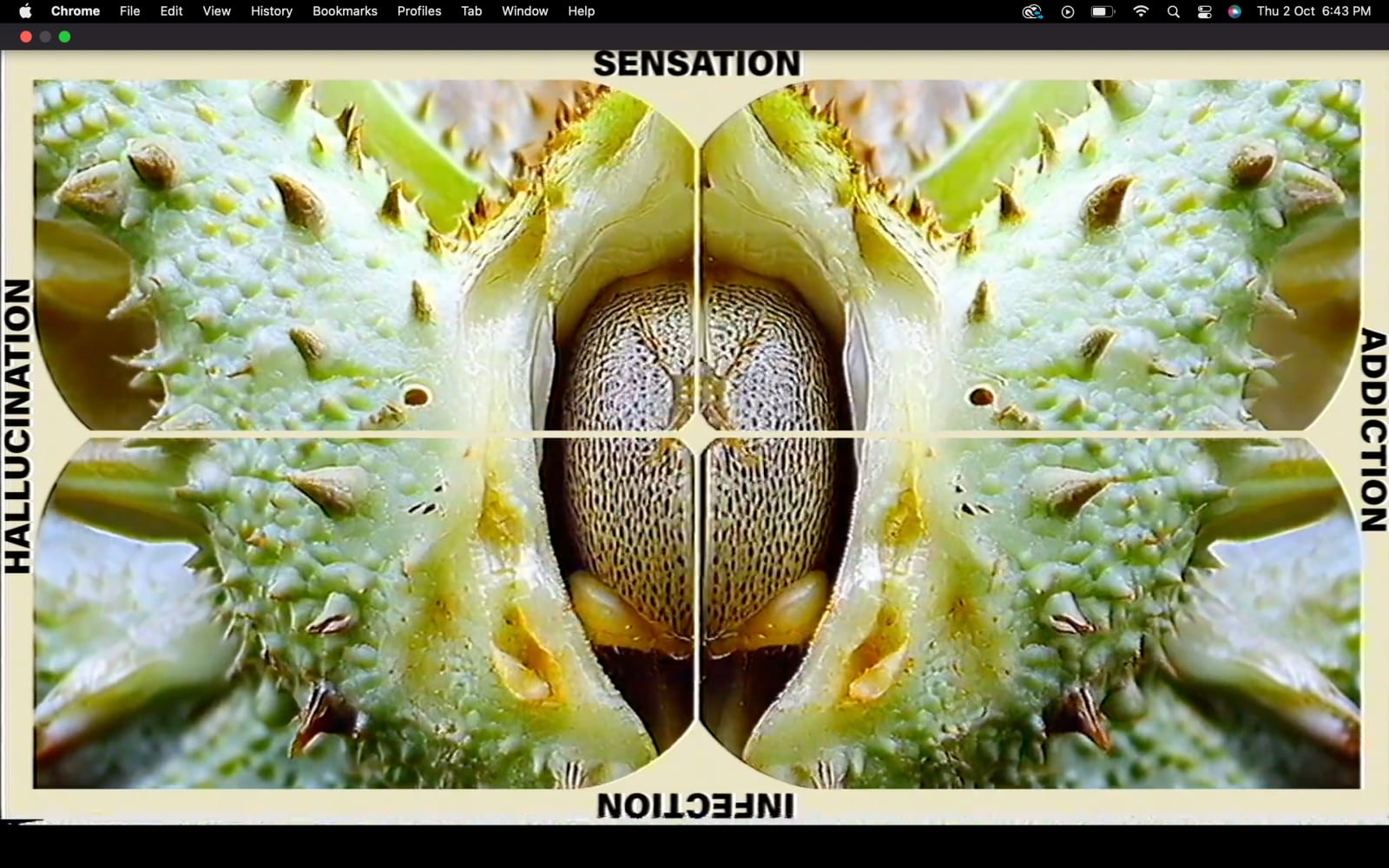 Brandon Tay, Insula, 2025