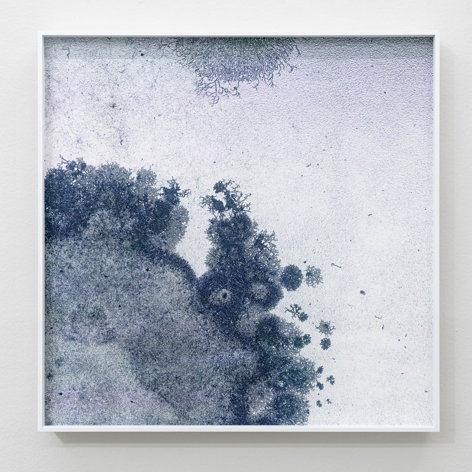 Wei Leng Tay, One full frame 135mm colour reversal film slide. “National Parks Board Of W.A.” and “18 The Shawl” printed on one side, and “KODACHROME DUPLICATE” and ‘“MADE BY Kodak” on the other, of a heat-sealed cardboard slide mount. In a yellow plastic slide box. // 150x magnification. Full coaxial episcopic, and transmitted illumination. Fragmented. // 10 variable sizes on archival pigment print. Photograph two., 2022